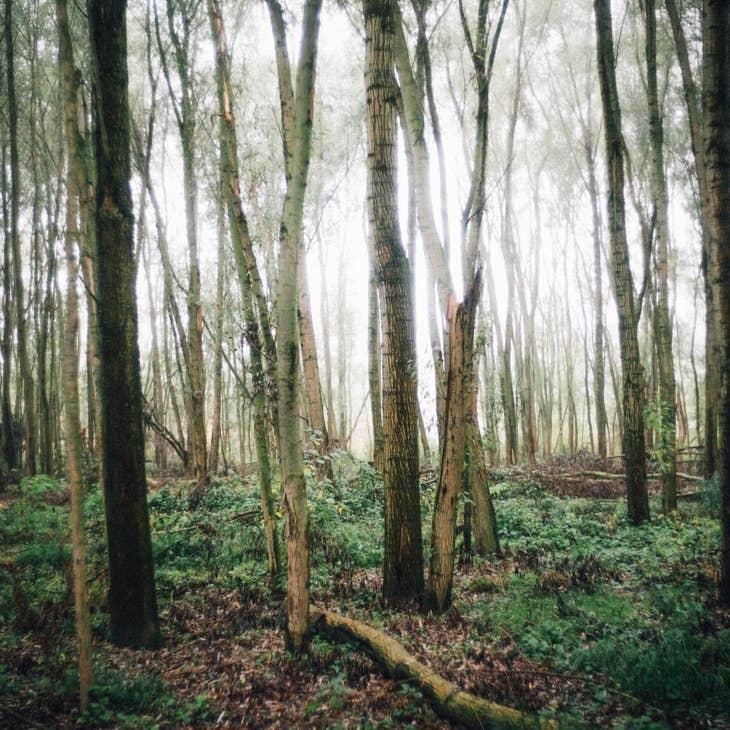 Woodland ~ amber, black birch, ylang ylang, pear, sandalwood