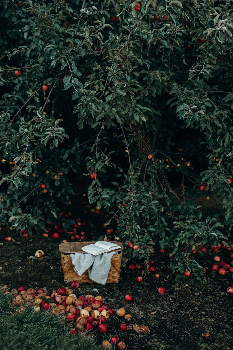 Northeast ~ white oak, honey, clove bud, apple, toasted almond