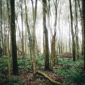 Woodland ~ amber, black birch, ylang ylang, pear, sandalwood