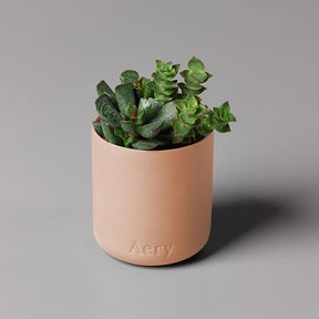 Aztec Tuberose